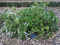 Iberis semperflorens