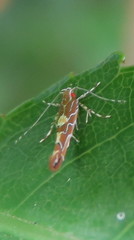 Pyroderces apparitella