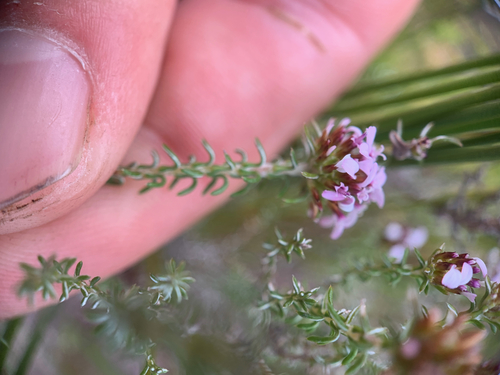 Image of Disparago ericoides by (c) Matthew Fainman, some rights reserved (CC BY)