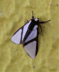 Turuptiana
