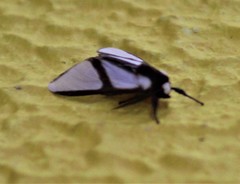 Turuptiana