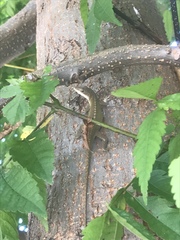 Anolis carolinensis