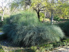 Ephedra major major