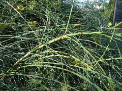 Ephedra major major