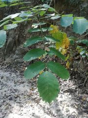 Comocladia macrophylla