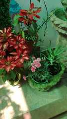 Euphorbia pulcherrima