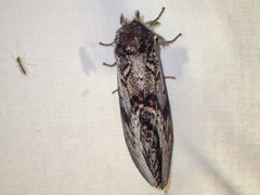 Hylaeora eucalypti