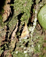 Glaucocharis selenaea