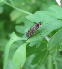Sylvicola undulatus