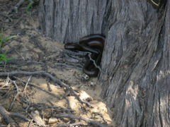 Archispirostreptus gigas