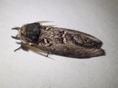 Hylaeora eucalypti