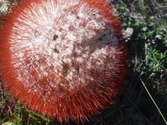 Melocactus intortus domingensis