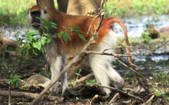 Heuglin's Patas Monkey photo 3