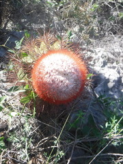 Melocactus intortus domingensis