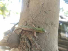 Lamprolepis smaragdina