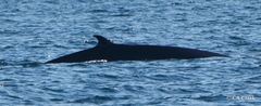Balaenoptera edeni