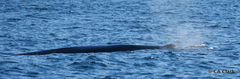 Balaenoptera edeni