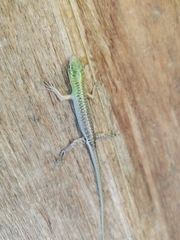 Lamprolepis smaragdina