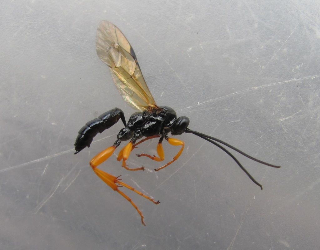 Aucklandella wellingtoni