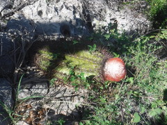 Melocactus intortus domingensis