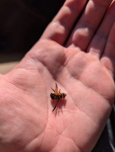 Unknown species found near Clarksville, TN 37042, USA