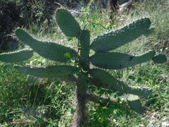 Consolea moniliformis