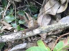 Anolis sabanus