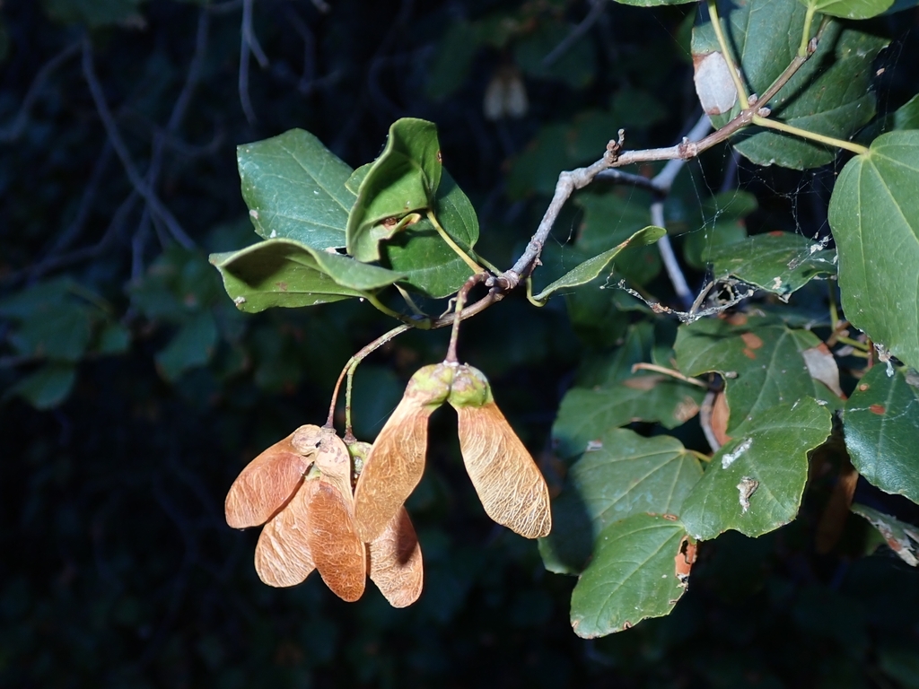 Syrian maple (Acer obtusifolium)