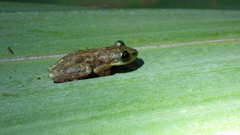 Scinax staufferi