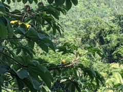 Megarynchus pitangua