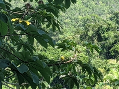 Megarynchus pitangua