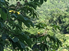 Megarynchus pitangua