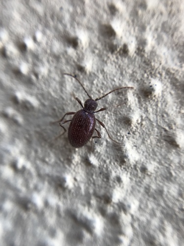 Warehouse Spider Beetle