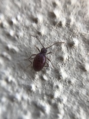 Ptinus latro