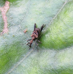 Stephanorhynchus lawsoni