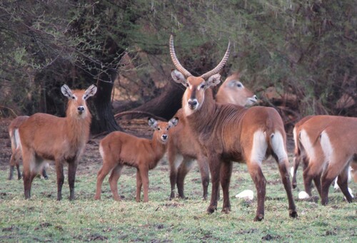 Waterbuck