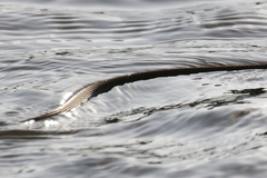 Thamnophis proximus rutiloris