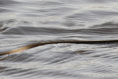 Thamnophis proximus rutiloris