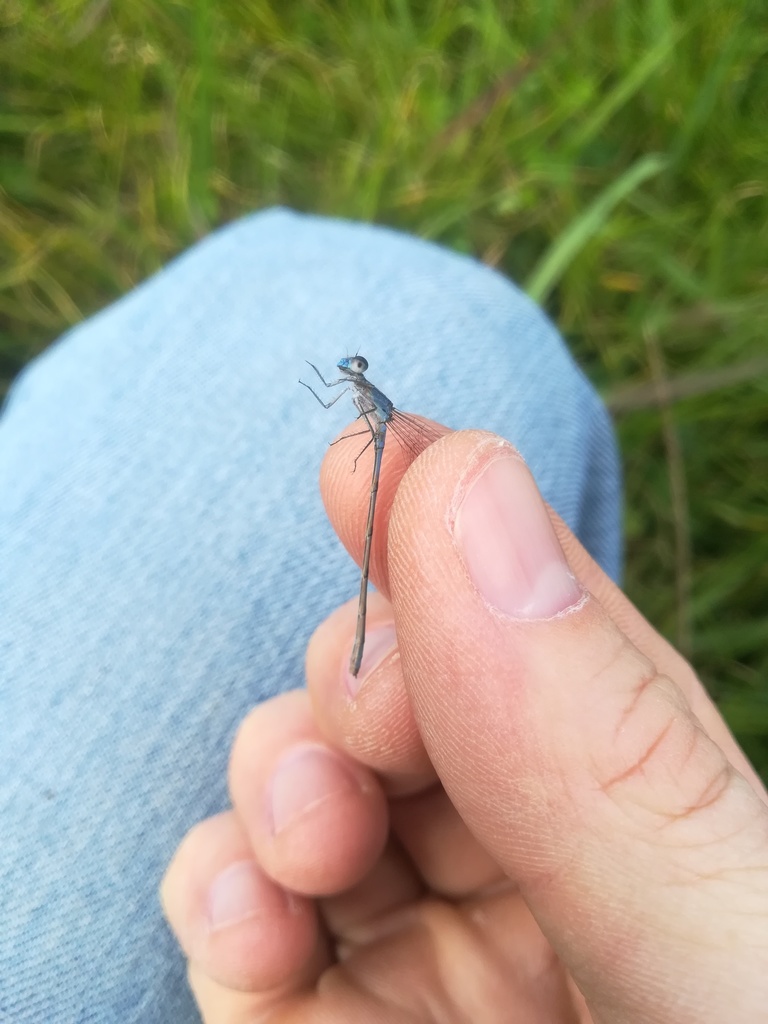 Guatemalan Bluet