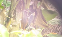Melanerpes aurifrons