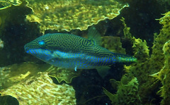 Canthigaster callisterna
