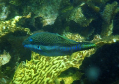 Canthigaster callisterna