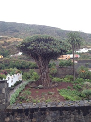 Dracaena draco