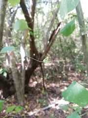Passiflora filipes