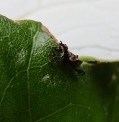 Stephanorhynchus lawsoni