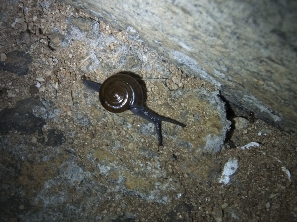 Tanychlamys cincta