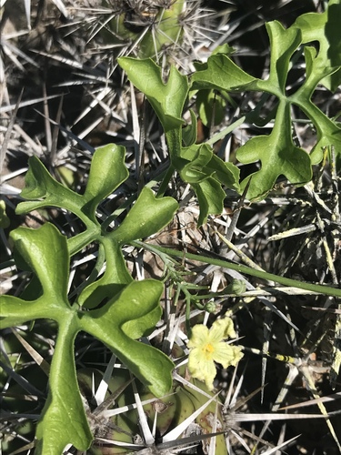 Ibervillea sonorae