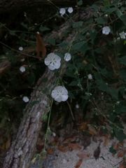 Bastardiastrum gracile