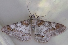 Cleora repulsaria