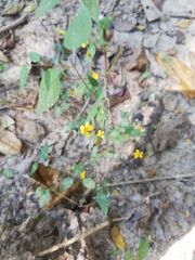 Hymenostephium tenue